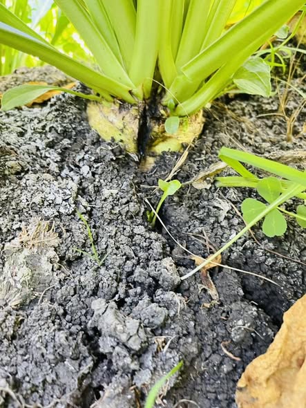 أرش ايه البنجر وإيه علاج المرض ده